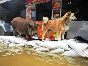 Animals on a flooded area in Thailand
