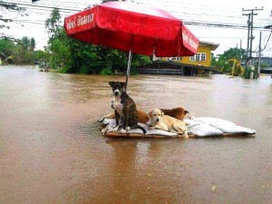Dogs during Thai floods in 2011