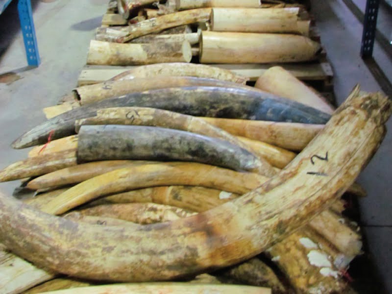 Seized elephant tusks