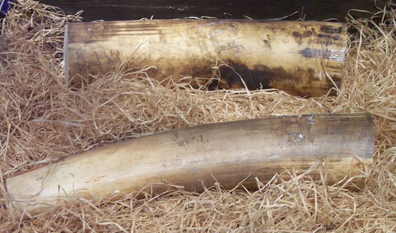 Elephant tusks, ivory