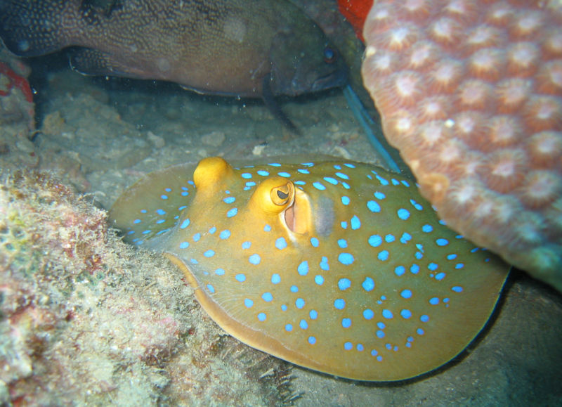 Blue spotted stingray in Koh Tao