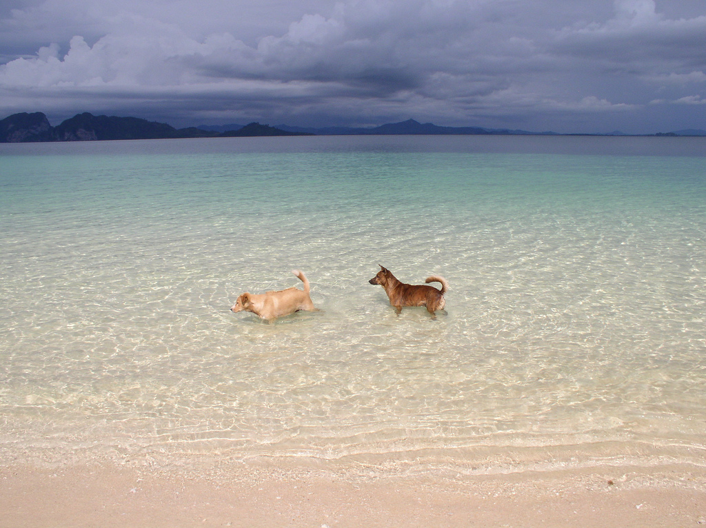 Two dogs in Koh Kradan Island in Trang.