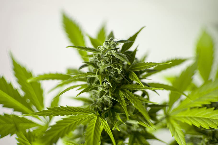 Marijuana (Cannabis) leaves