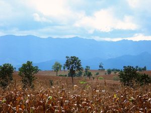View over the cornfields towards the mountains of Burma in Mae Sot