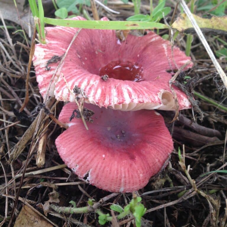 Pink mushrooms