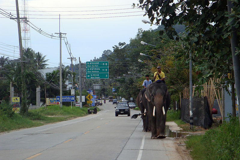 Elephants on the road in the southern part of Koh Samui