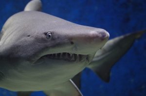 Close-up of a shark
