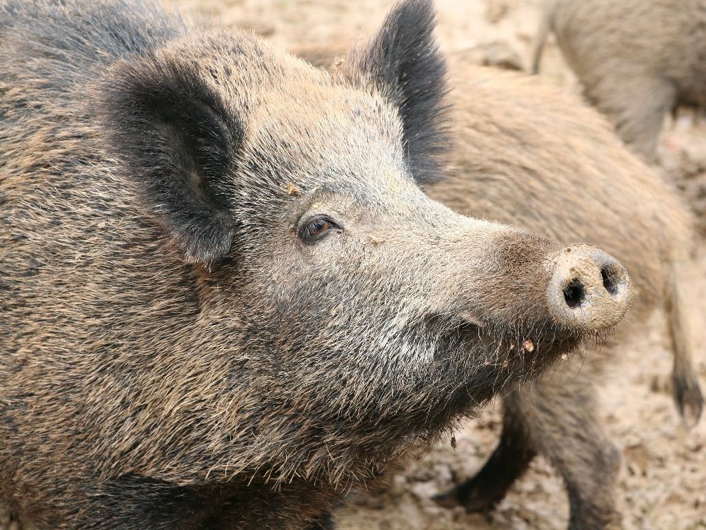 Wild boars or wild pigs