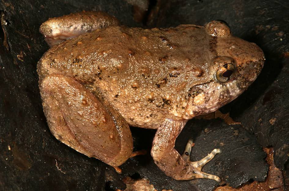 Bago Stream Frog (Limnonectes bagoensis)